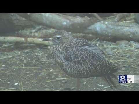 How radar helps with tracking bird migration