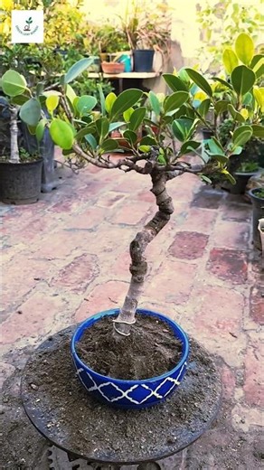 Repotting my Ficus bonsai