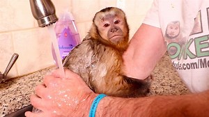 85K views · 213 shares | Capuchin Monkey Happy takes a bath! He's a cute little monkey but he hates bath time! | MonkeyBoo | Facebook