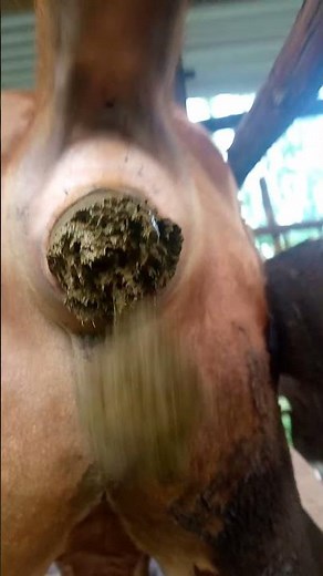 Cow Pooping video #satisfying #animals #cowpoop #pooping #new #bull