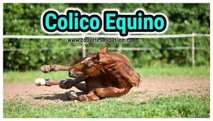 ▷ Cólico equino, sintomas y tratamiento