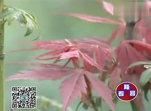 隆昌视界，看隆昌北关刘光第德政坊