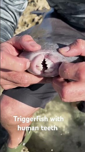 Encountering a Triggerfish with Powerful Teeth