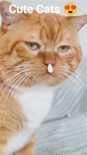 Cute & Smart Cats 😻🧠 | Funny Cat Moments 😂 #shorts #catshorts #cutecat