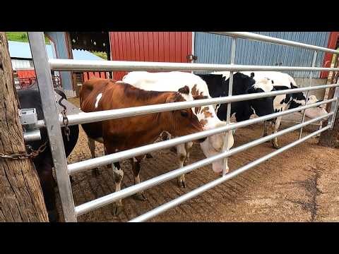 Brand NEW Custom Built Auto Latch Gate Install! Dairy Farming!