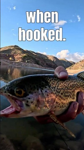 Rainbow Trout Facts & Catch, Wildlife Facts #8 Utah Fishing & Wild Trout!