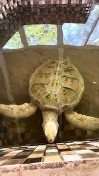 Nature with Alfi | Sea Turtle Conservation in Pangumbahan, West Java
