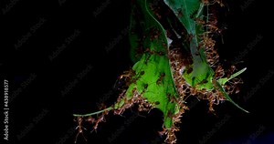 Red ants gathered together to build a nest in unity Stock Video