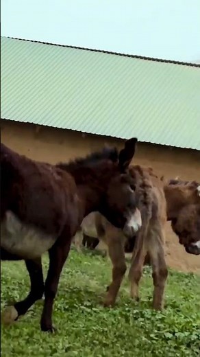 DONKEY HODIE FULL EPISODE - Tons of FUN & learnings from our special guest! Part 2 short