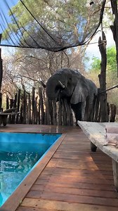 161K views · 3.7K reactions | Cheeky Elephant drinks from my swimming pool! #wildlife #elephant #shorts | Caters News | Facebook