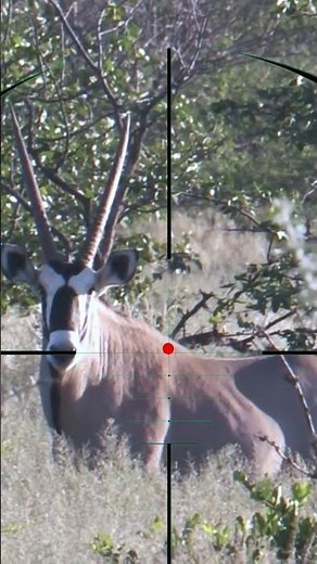 Wild Goat Hunting | Caccia alle capre selvatiche | Chasse à la chèvre sauvage