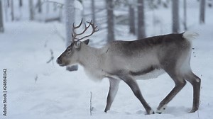 Funny slowmotion of a reindeer walking while pooping at the same time in Lapland Finland.