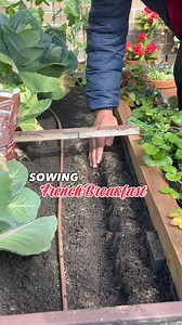4.1K views · 52 reactions | Sowing French Breakfast. This is a variety of radish that I can sow all year round. Love making them into pickles. #gardening #vegetablegardening #raisedbedgardening #deogardener #fyp #reelsviral #radish | Deo N A Valenzuela | Facebook