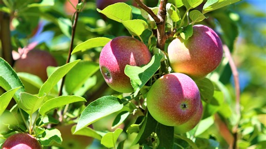 Apple picking this fall in Georgia. Take a short trip to see these 6 scenic orchards