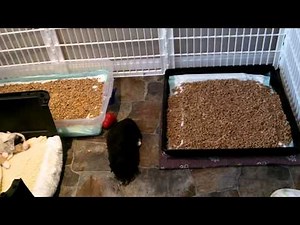 New Puppy Litter Box Training Part 4