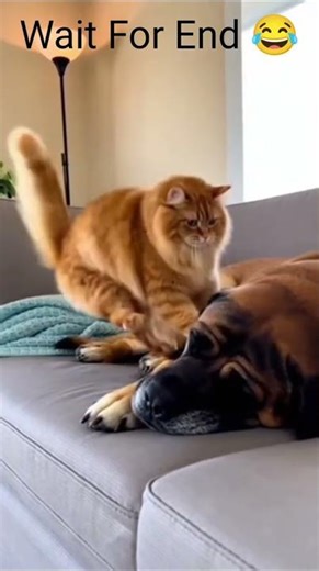 Cat vs Dog – Unexpected Ending 😂. #cat #dog #shortsfeed #ytshorts