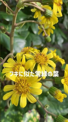 ツワブキ〜四季の最後を飾る花 菊に似た花姿が落ち着きを感じさせます #flowers #gardening