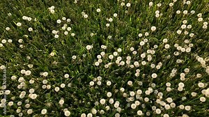Top down view of Dandelion field, Wildflowers natural pattern, Aerial ascending