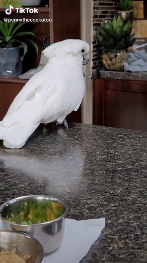 Penny the Cockatoo on TikTok