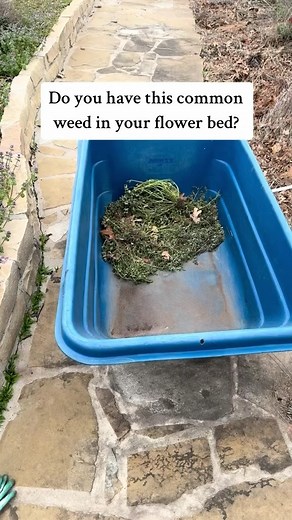 Do you use henbit it your apothacary? Such an amazing herb to use it and wildly available to forage. Make sure you trust the land you forage on. Always have clear identification of any herb you use. Also have the knowledge of the actions and contradictions of any herb you use. #henbit #herbs #forage #apothecary #weeds #naturalmedicine #earlyspring ￼ | The Fit Farmacy