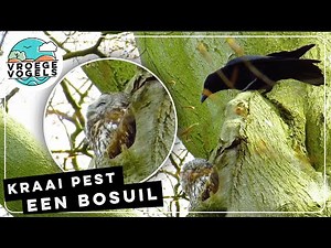 Bosuil laat zich niet gek maken door lastige kraai | Zelf Geschoten | Vroege Vogels