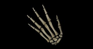 Bone structure in human hand of a skeleton with all the bones from above