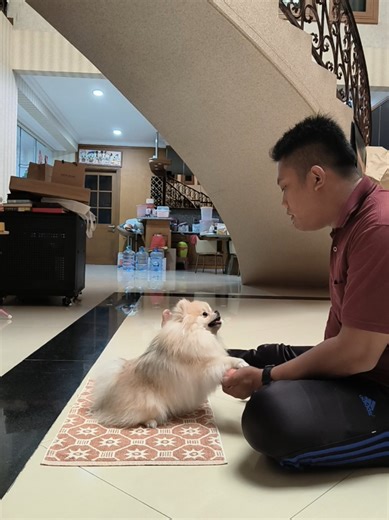 Lama GK Belajar Matik dengan Anjing Lucu