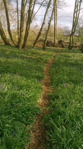Easter bunny brain break in woodland