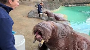 Walruses dine on gourmet mussels in Washington zoo