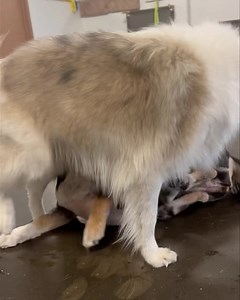 Now who's the #flirty one?! 😜😍😜 #youngsters #humpdayhappiness | Just Fur Kids Dog Daycare