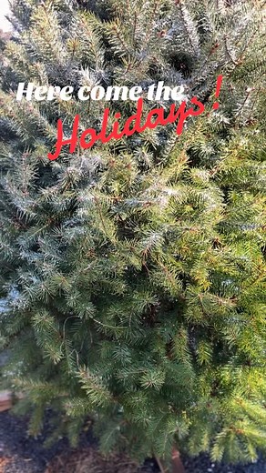 Experience the Holidays, Chartreuse & co style! Our historic barns and grounds decked out for the Holidays. A rare evening event Thursday, Nov 6, 5-9pm. And all weekend long Fri-Sun, Nov 7-9, 10am-4pm. Holiday Makers Market. Visits from Santa. Food trucks. Wine and cocktails. Photo ops galore! Get all the details via the link in our bio, or directly at chartreuseandco.com | Chartreuse & co.