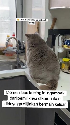 Angry Cat #cat #cutecat