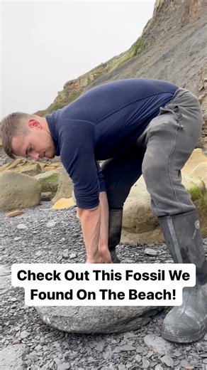 47K views · 1.4K reactions | Here’s an ammonite rock that we found...