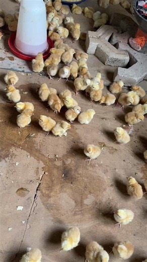From Day-Old Chicks to 24 Weeks: A Delivery Journey
