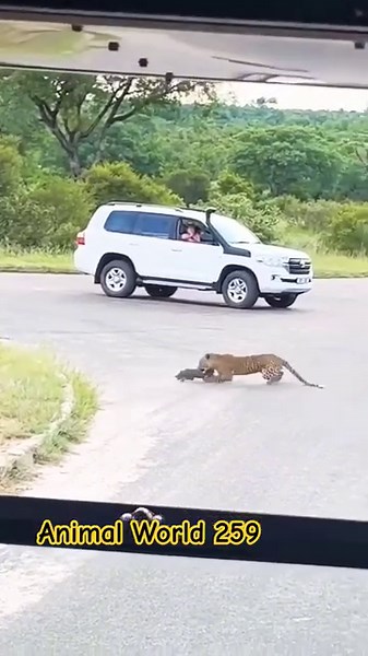 33K views · 257 reactions | The moment a tiger attacks young wild boars #animals #lion #tiger #world | Ocean's Depth | Facebook