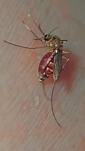 1.2K views | He Came Like a Vampire!  #laugh #funny #viral #laughter #lol #comedy | Sweet Laughter | Facebook