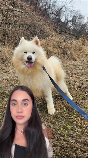 Adonis the Samoyed is still waiting for his forever family! This 3 year old fluff ball was rescued from a Korean Kill Shelter. Thankfully he’s safe and healthy; we just need to find him is forever home! Adonis has done amazing with all kids and dogs he’s met so far. Our Korean partners describe him as “gentle and loving.” If you know the breed and are ready to adopt, please apply! ADOPT: thebig3rescue.org #samoyedrescue #adoptasamoyed #tb3