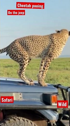 Cheetah pooping on the safari Jeep #shorts #shortvideo