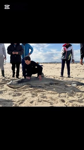 Requin Bleu à Salloum : Pêche et Aventure en Tunisie