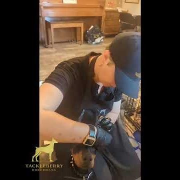 Easy Post Method for Cropped Ears