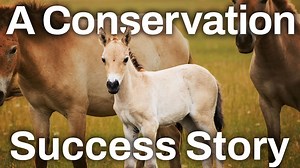 Wild horses went extinct... so why are there still wild horses?