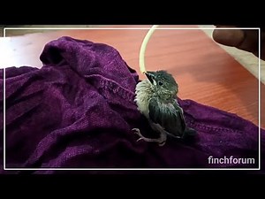 How to start hand feeding your finches || Java Finch baby Growth stages || How to Tame finches