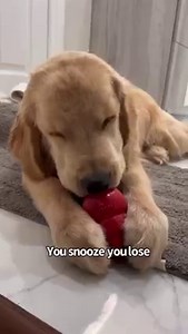 364K views · 17K reactions | Well this week Sterling got sprayed by a skunk while walking on the trail 令 so it was shower time .. 什識 #skunkspray #goldenretrievers | Sterling Newton | Facebook