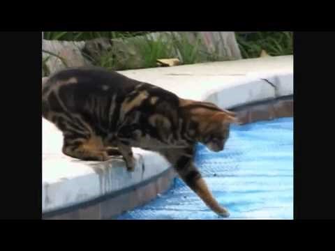 Gatos Comédia / Vídeos Engraçados de Gatos