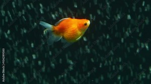 Pearlscale goldfish,known for their unique appearance,descend and stabilize gracefully in the bottom right corner of aquariums.