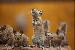 How does rodent deterrent tape work? - Nature's MACE