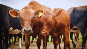 Fiebre aftosa: la decisión que tomó el Gobierno con las vacunas para el ganado bovino