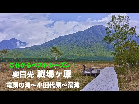 【奥日光】4K 戦場ヶ原ハイキング お気に入りの周回コース！