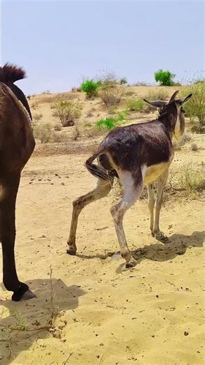 Female Donkey Water Fall 😨😨😨 #animals #viral #meeting #donkey #donkeykong #donkeydonkey #ck2 #animal