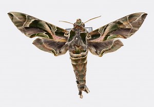 Daphnis nerii - Juny